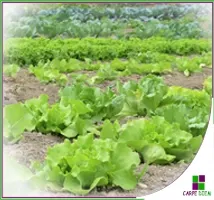 Agricultura ecológica